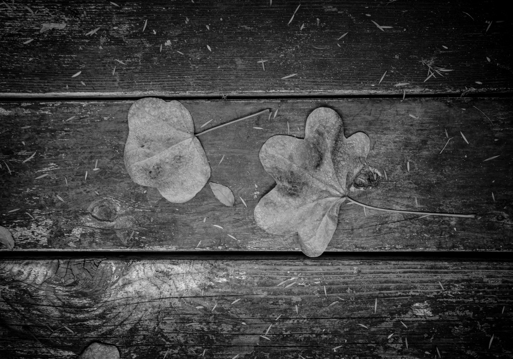 2025年12月のスケジュール